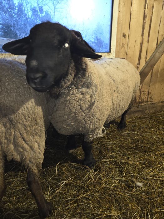 Vând berbec suffolk