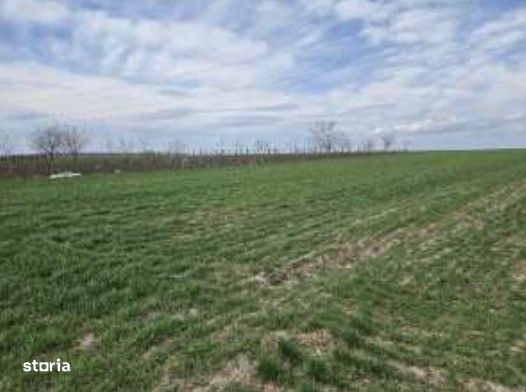 Teren extravilan Cota parte 29/64 Greaca, ID: R3030129