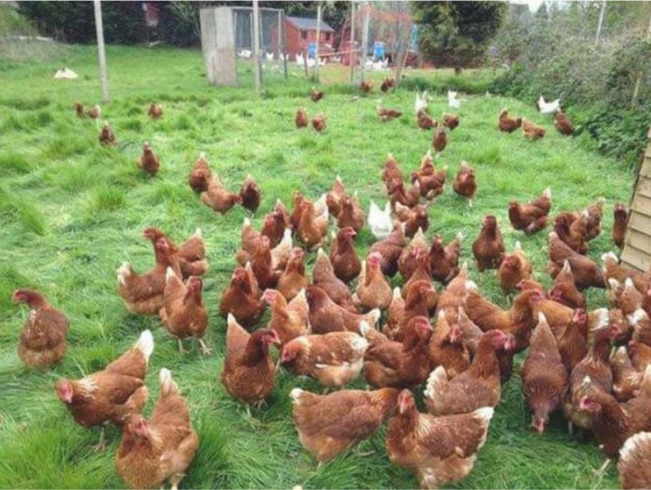 Домашние куры Ломан Браун