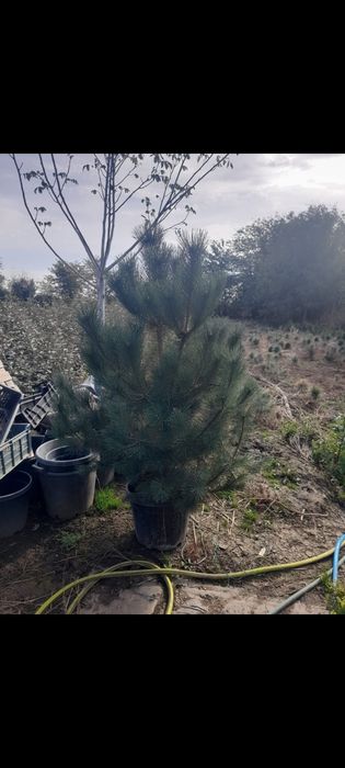 Plante ornamentale Palmieri  Catalpa Leylandii