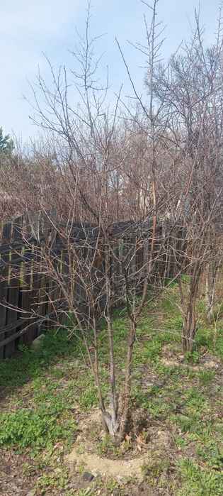 Продам Дачу садовое общество Гудок