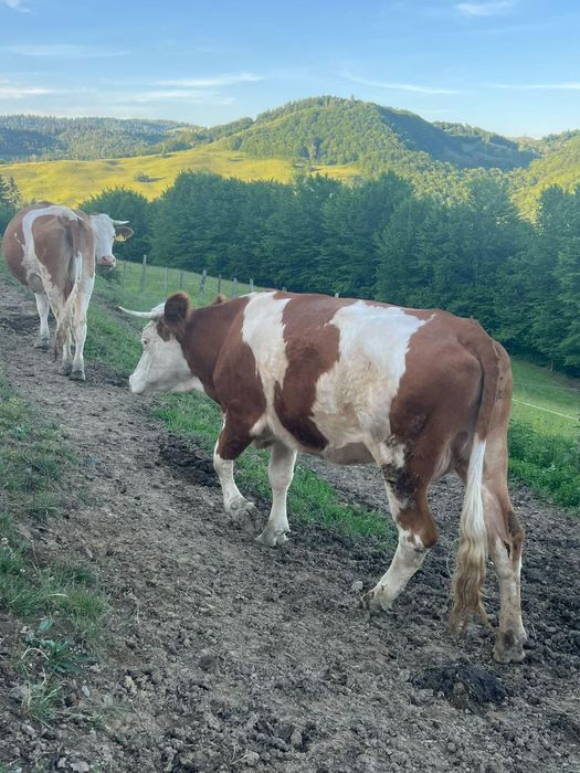 De vânzare juninca de 2 ani