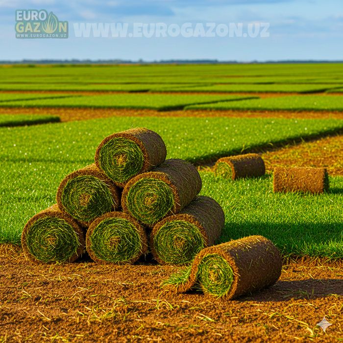 Рулонные газон оптом | таййор газон оптом