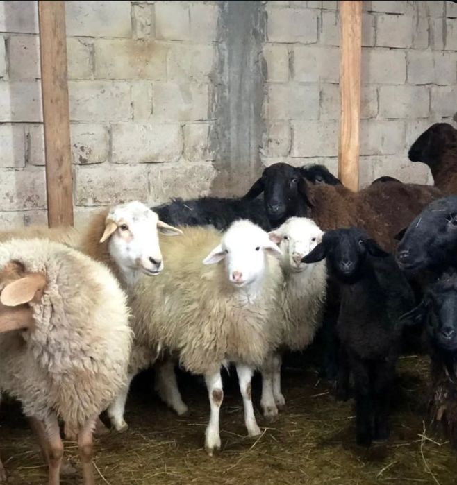 Козы овцы бараны