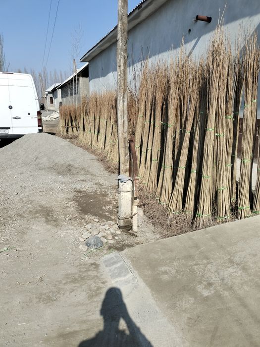 Terak kuchat sifatli arzon narhlarda