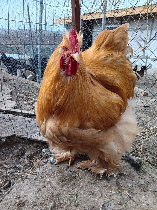 Oua pt incubat diferite rase