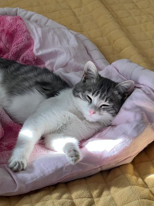 Отдам в добрые руки