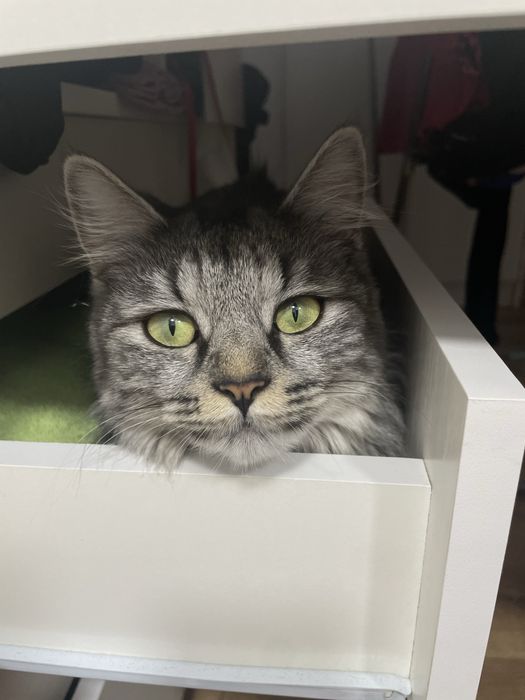 Передержка кошек