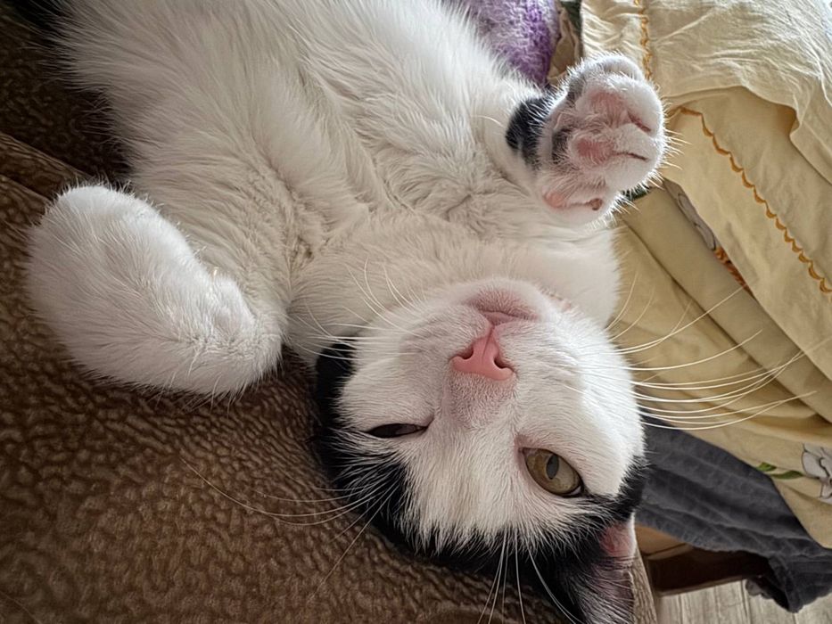 Отдам кота в добрые руки!