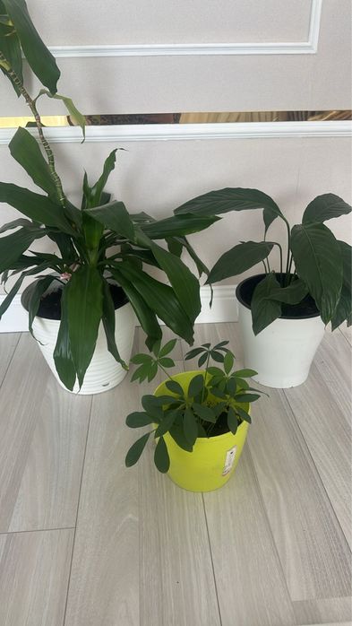 Продается комнатные растения