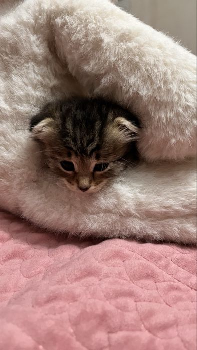 котята котятк котята