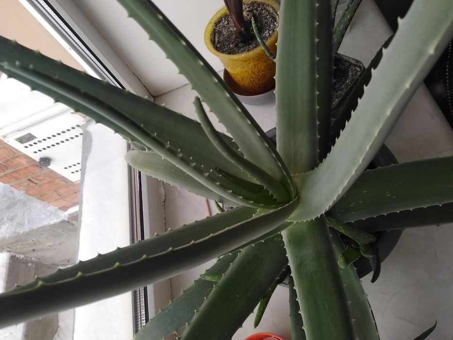 Продам алоэ Вера