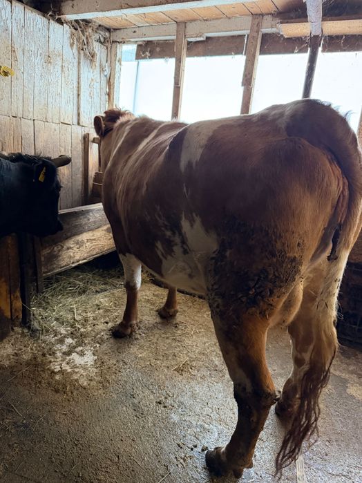 Vand vaca ,gestanta ,este la a doua fatare pe 10 martie