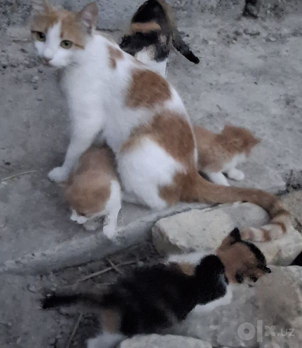 Котята  бесплатно