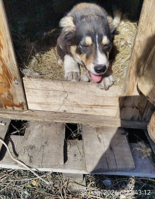 Пристраевается  щенок