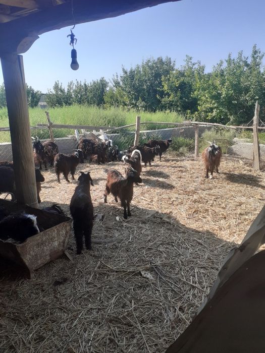 Эчки, улок, серкалар