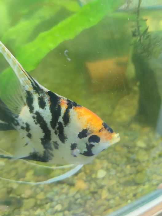 Продам или обменяю Скалярию кои