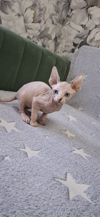 Котята  канадского сфинкса
