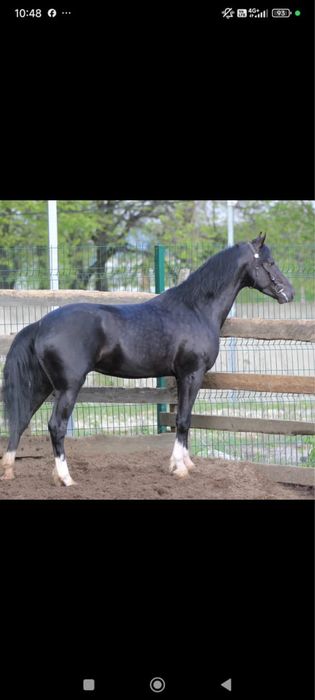 Продам орловский рысак