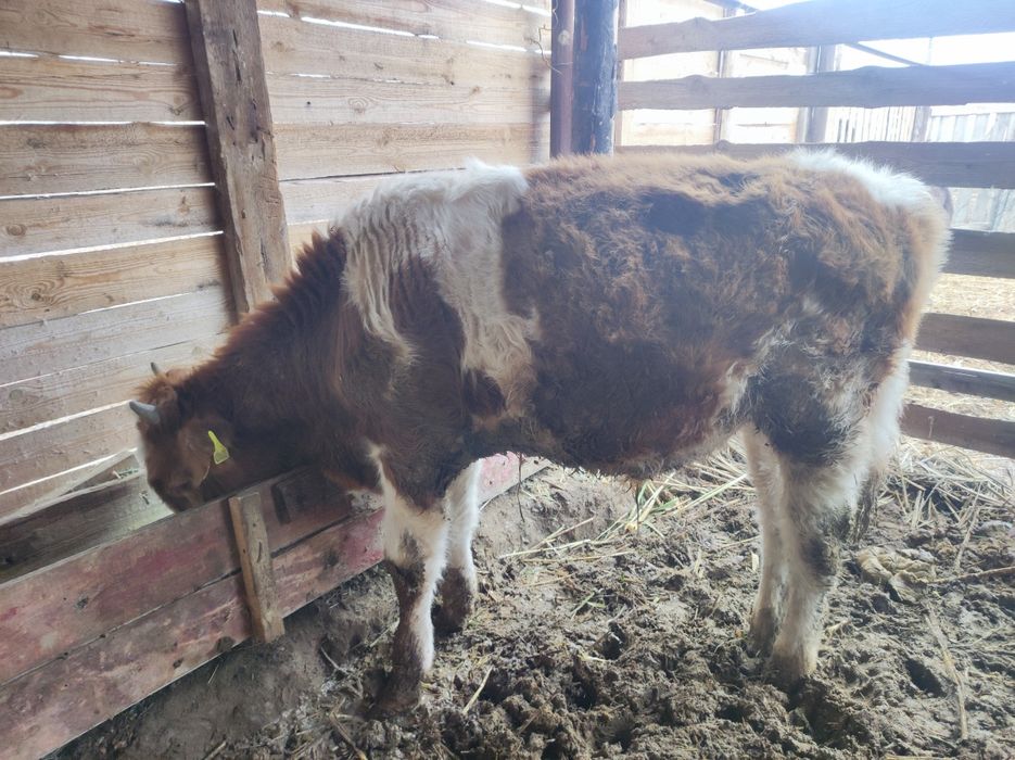 2 баспақ сатылады