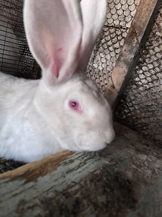 Продам кроликов народа фландер