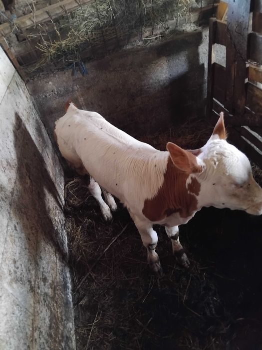 De vanzare vitel 3-4 saptamani pret 3000 de lei