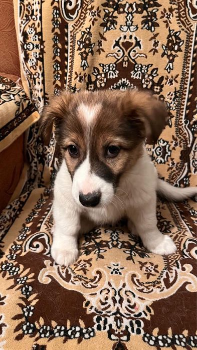 отдам в добрые руки