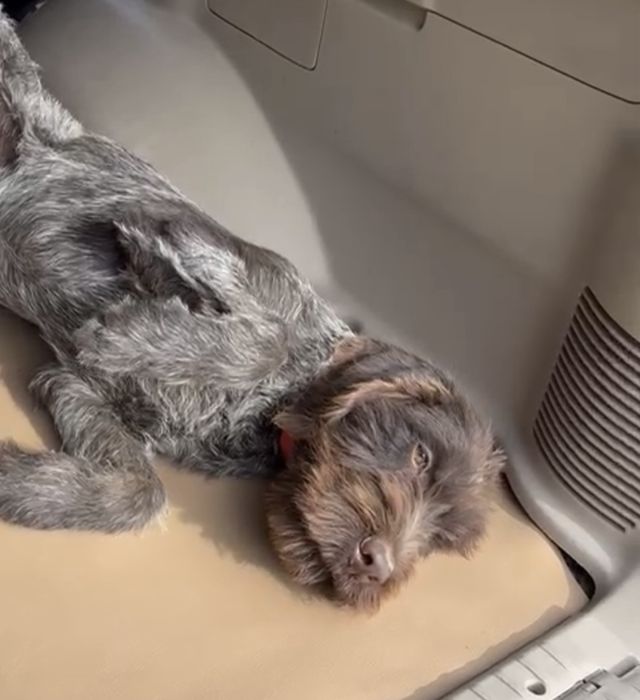 Потерялась щенок 4 месяца