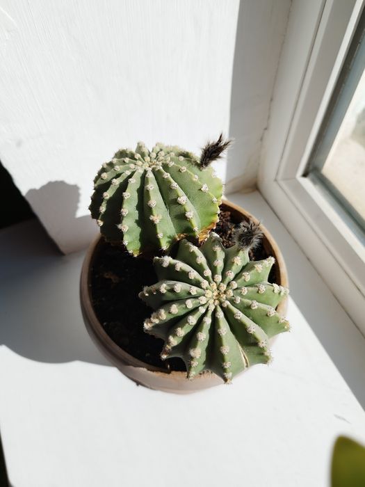 Продам два комнатных цветка