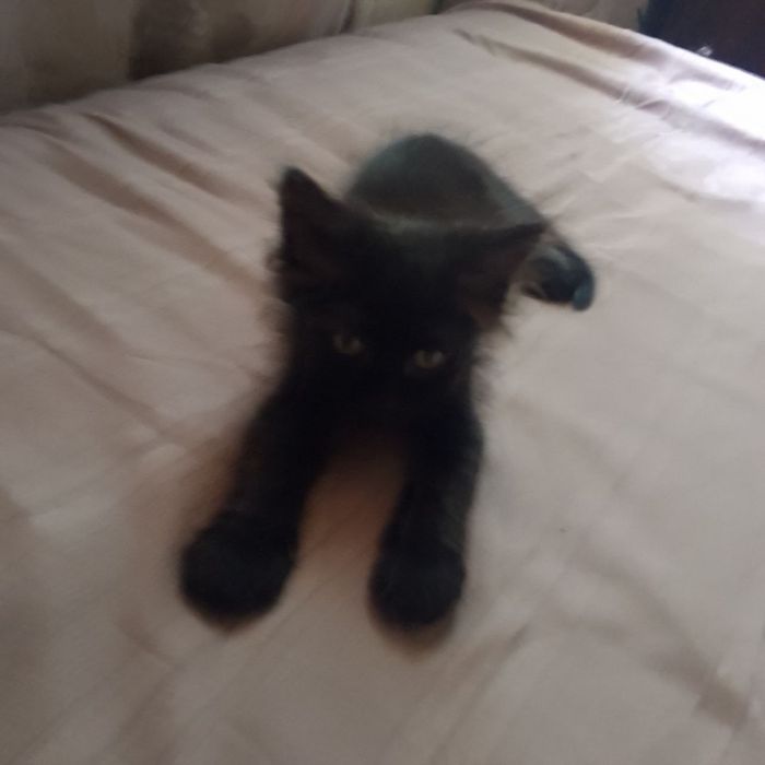 Котята мальчики .
