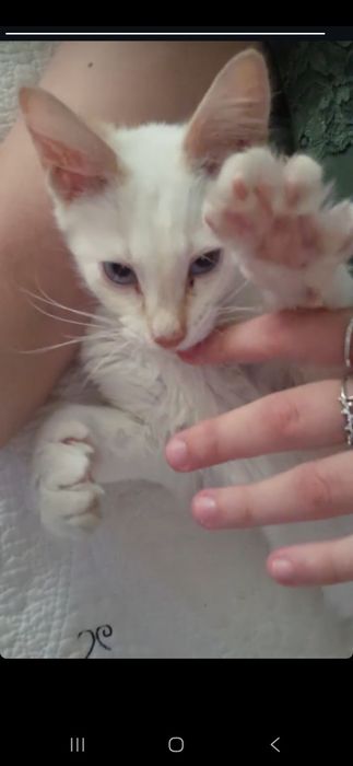 Spre adoptie pisoi