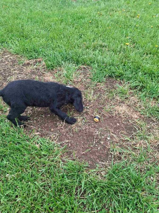 Кучета за трюфели