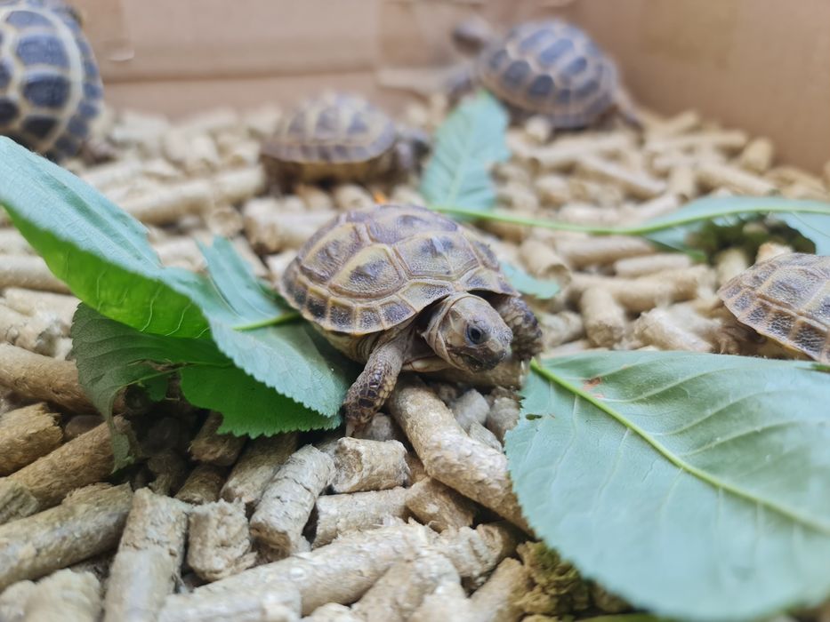 Черепашки Toshbaqalar