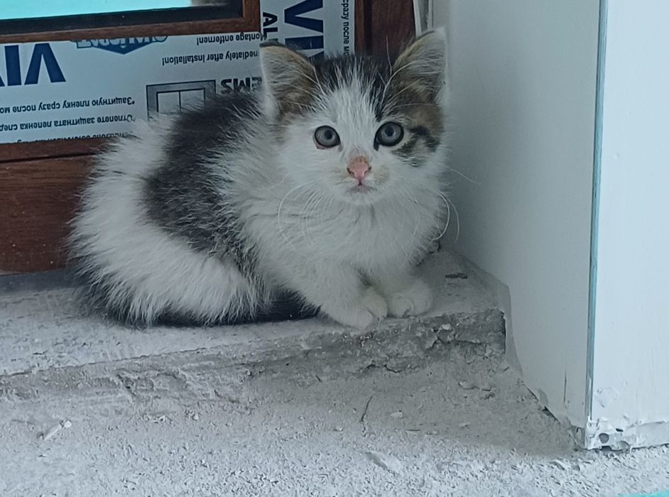 Подарявам мъжко коте
