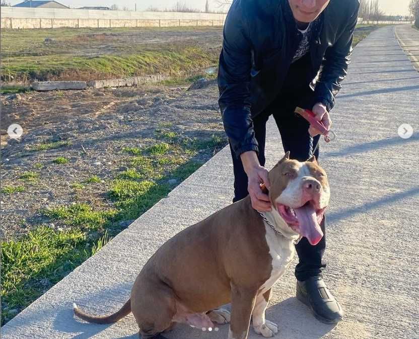 вязка питбуля (не продается)