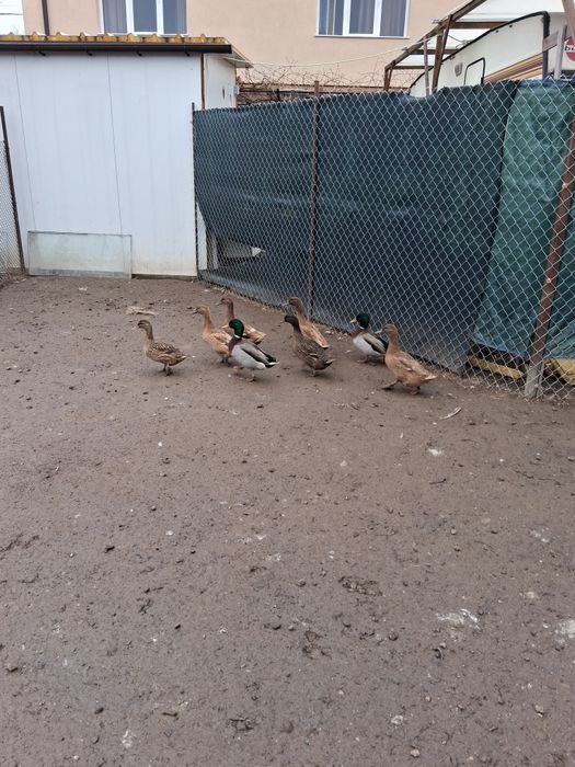 Домашни гъски и патици