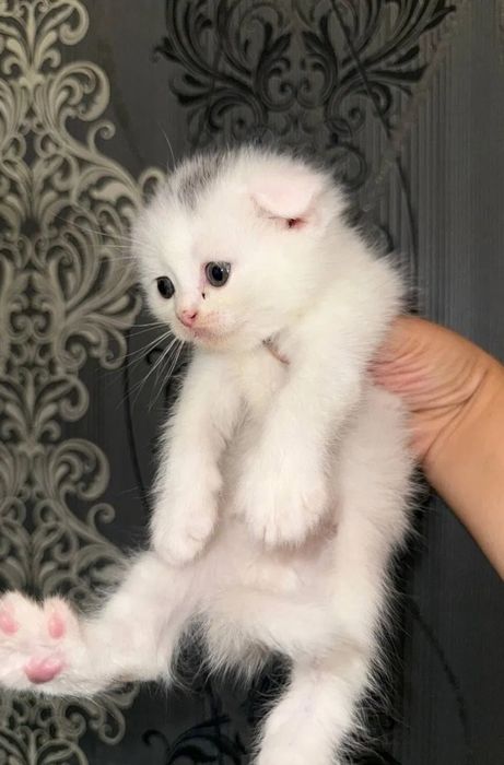 Мальчики и девочки в плюшевых шубких 1.5 мес