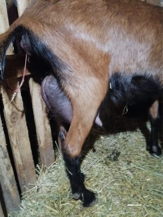 Capra alpina franceza pura cu un tapisor