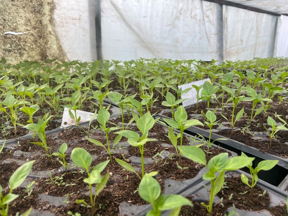 Răsaduri de legume profesionale