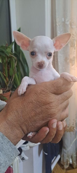 Щенки  чихуахуа   *