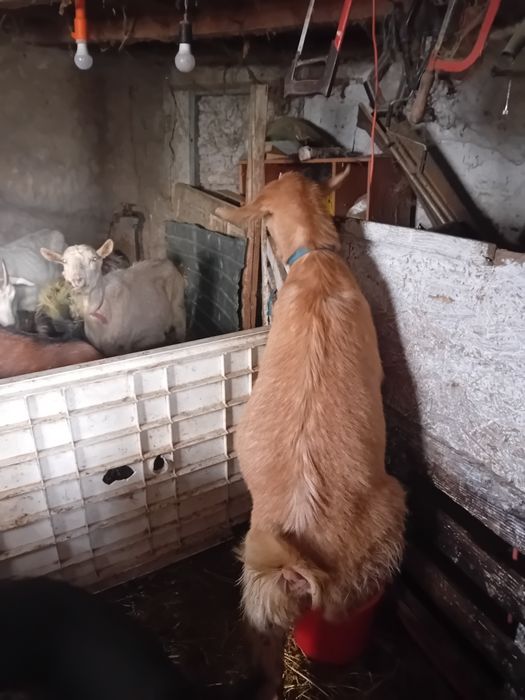 Capra gestanta la prima fatare