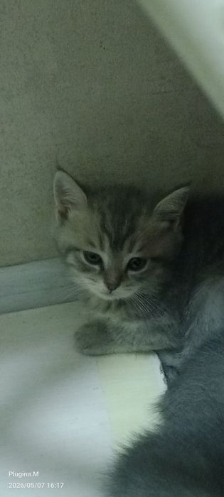 Продаются котята породистые