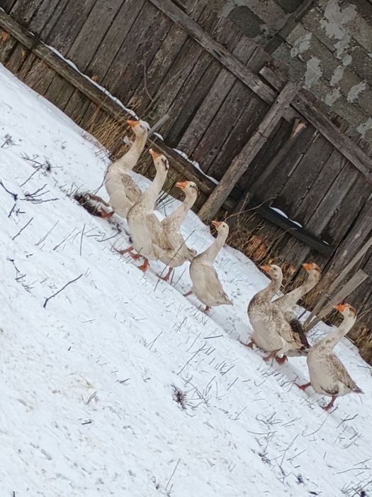 Gâscani tineri    din vară