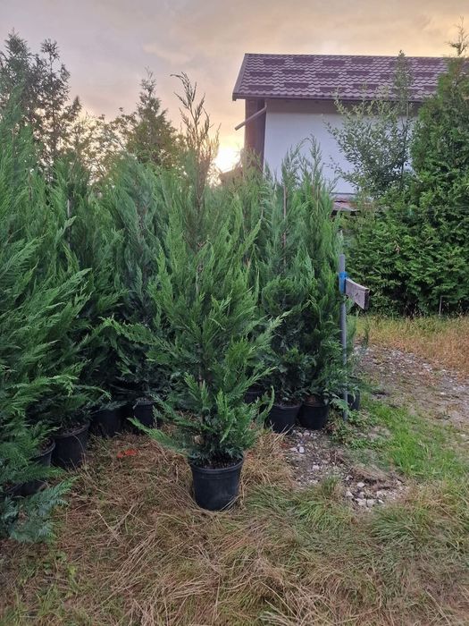 Plante ornamentale de diferite specii și dimensiuni, livrate gratuit în toată România. Aceste plante sunt sănătoase și viguroase