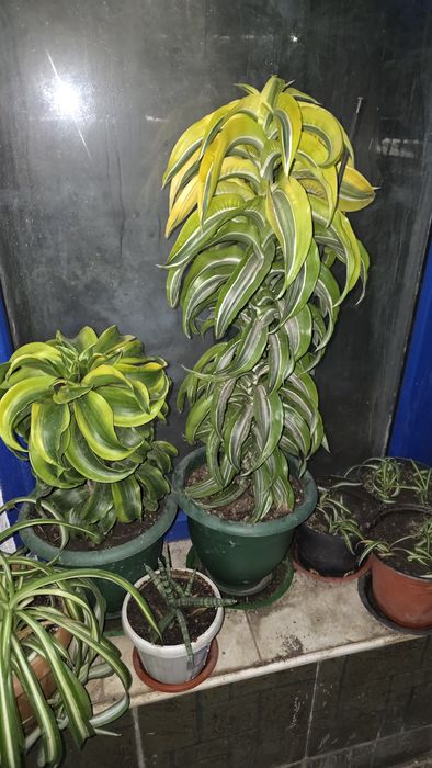 Комнатные растения