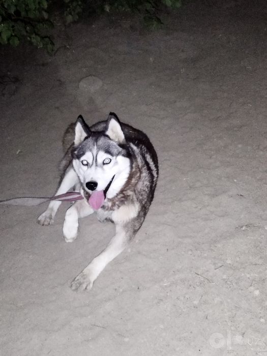 Xaski 10 oylik toza zot urğochi sotiladi