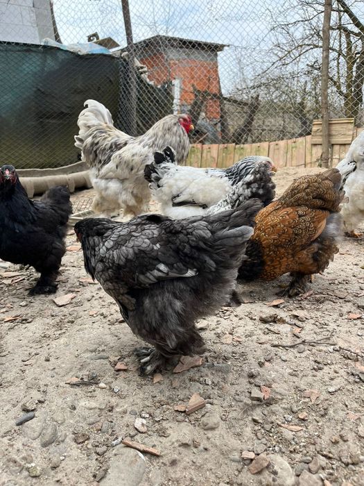 Cocoș    și puicuțe brahman  9 buc