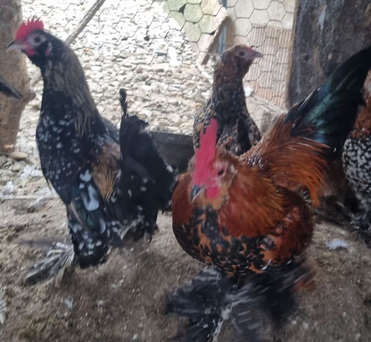 Cocoșei mii de flori