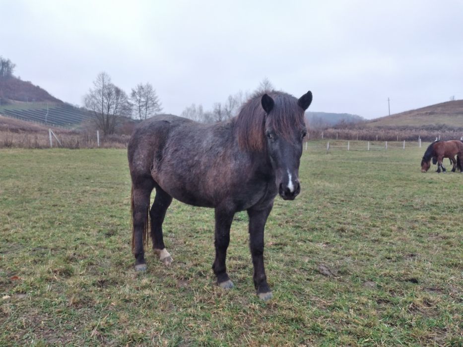 Iapa  ponei talie mare  de 3 ani