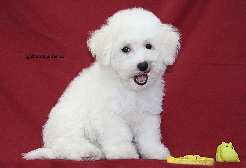 Щенки бишон фризе